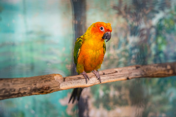 Orange Parrot. Beautiful macore parrot bird, Sun Conure on branch.
