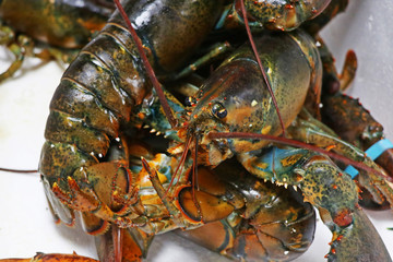 canadian maine lobster in close up
