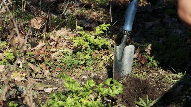 Side view of a hand digging with a throwel