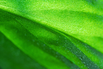 Leaf with a drop of water, macro photo in green shades. The concept of ecology, nature, environment, spring, summer. Copyspace...