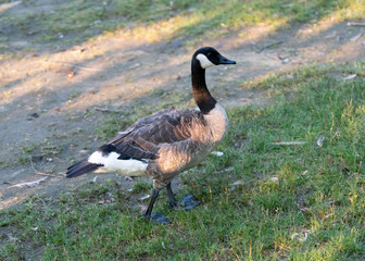 goose