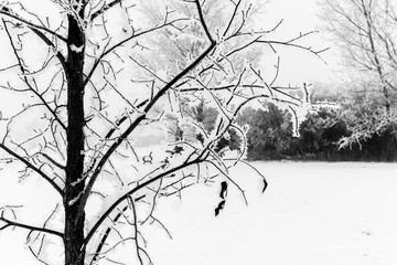 Frost On Tree In Prairie Oasis Park In Warman.