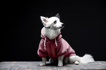 Beautiful black-white dog on a background in clothes