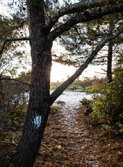 Fototapeta premium Florida State Park
