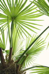 Fototapeta na wymiar Palm leaves on white background tropical palm tree plant