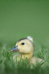 Small Duckling Sitting In Tall Grass