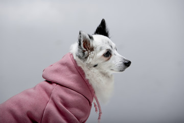 Beautiful black-white dog on a background in clothes