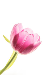 Spring Pink Tulip Flower On White Background