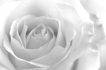 Soft rose black and white monochrome flower petals delicate gentle rose photography