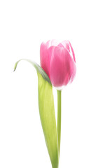 Perfect Pink Tulip Flower With One Leaf On A White Background