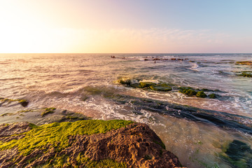 A rock covered in water plants, against the background of the sunset, a light clouded sky, a palmahim beach.
