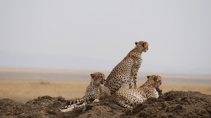 Geparden auf der Lauer in der Serengeti in Tansania © turtles2