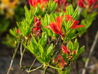 Rhododendron calendulaceum flower, the flame azalea