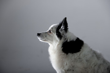 Beautiful black and white dog on a background