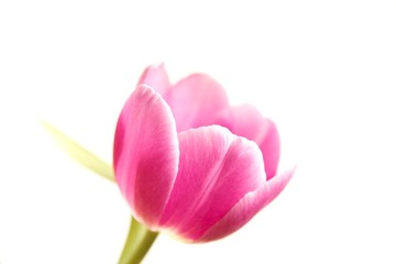 Obraz na płótnie Canvas Single Pink Tulip On A White Background