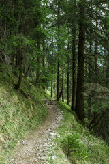 Fototapeta na wymiar Path In The Forest / Green Pine Tree Forest / Lush Evergreen Forest In Alps Mountains