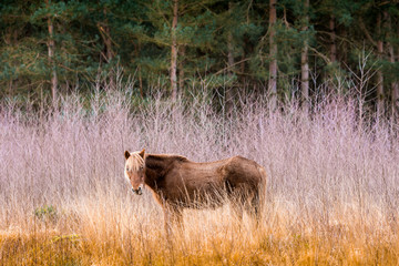 brown wild horse in field near wood 