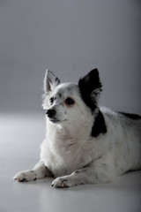 Beautiful black and white dog on a background