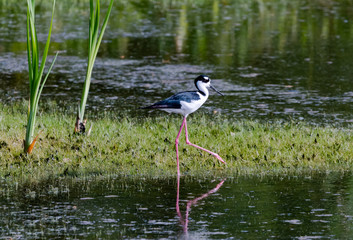 Black-necked Stilts at lake in Orlando Wetlands in Florida.