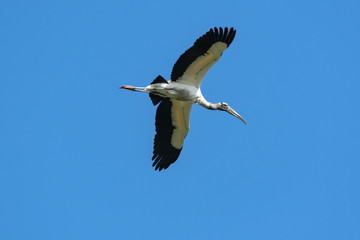 Wood Storks in nesting colony at Harris Neck wildlife sanctuary in Georgias.