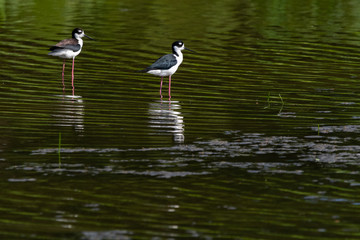 Black-necked Stilts at lake in Orlando Wetlands in Florida.