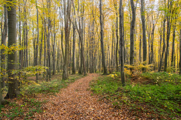 Fototapeta premium Autumn forest path and tall trees green lush vegetation yellow and orange leaves on the ground