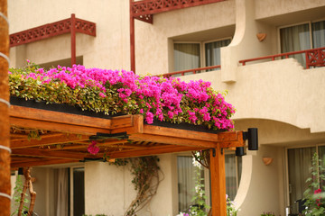 Pink flowers decorating wooden pergola roof. Landscape design