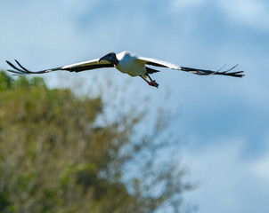 Wood Storks in nesting colony at Harris Neck wildlife sanctuary in Georgias.