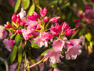 Rhododendron Flower Bud, Pink Azalea flower garden in spring