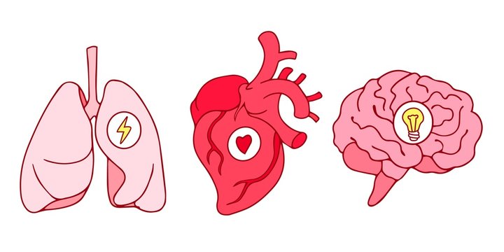 Line art style drawing, stickers design of lungs, hearts and brains icons