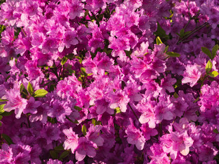Obraz na płótnie Canvas Blooming Rhododendron Sázava or Sazava, purple flowering azalea