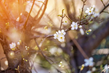 Spring blossom background. Beautiful nature scene with blooming tree and sun flare. Sunny day. Spring flowers. Beautiful Orchard.