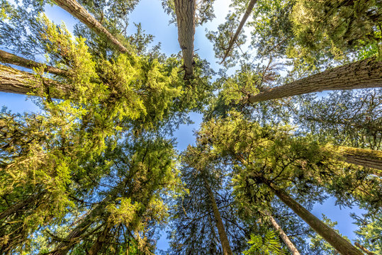 Douglas fir trees from below in Cathedral Grove,  MacMillan Provincial Park, Vancouver island, Bristish Columbia, Canada