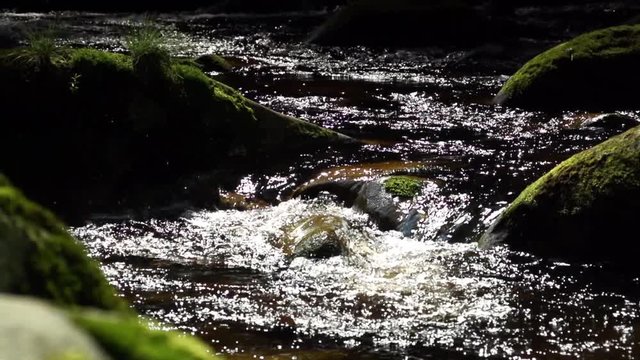 water and moos covered rock ins a river