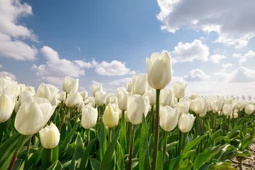 Foto op Plexiglas witte tulpen close-up buitenshuis © Olha Rohulya
