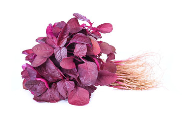 Fresh red spinach isolated on white background.