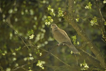Taube im Frühlung