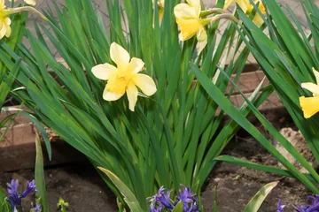 Foto op Plexiglas flower narcis bloomed in early spring © A_A88