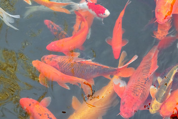 koi carp in a pond close up as a background