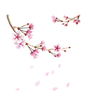 Cherry Blossom on white. Two separate branches of flowering sakura with falling petals. Watercolor hand drawn illustration for picture, Card, congratulations, invitations.
