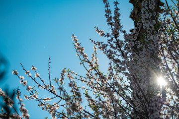 Spring blossom background. Beautiful nature scene with blooming tree and sun flare. Sunny day. Spring flowers. Beautiful Orchard.