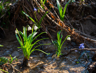 Spring snowdrops flowers blooming in the forest