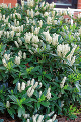 White itea called Little Henry or the Sweetspire