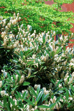 White itea called as Little Henry or Sweetspire