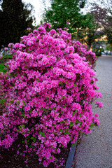 Fototapeta na wymiar Pink choisya in a park in Washington DC