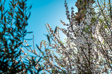 Spring blossom background