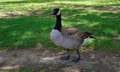 Goose near the National Mall in Washington DC USA