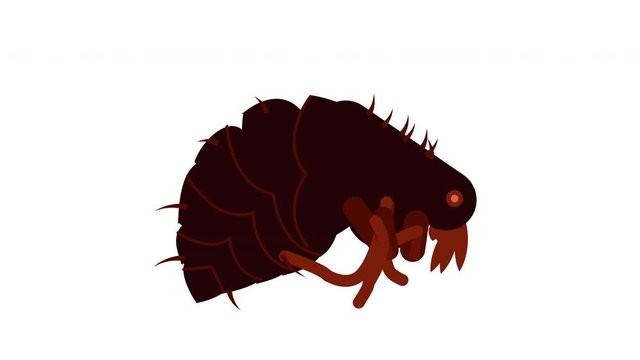 Seamless loop. Five different color variations of flea walk cycle animation. 2D flat animation isolated on white background with alpha luma matte 4k.