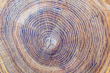 Abstract texture of brown wooden rings