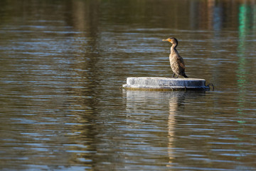 Great cormorant resting on an island in the middle of a pond